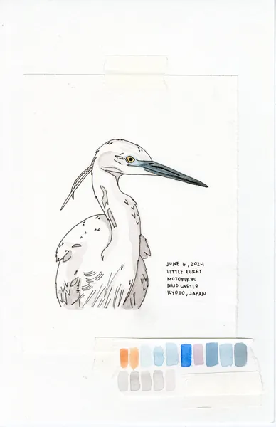 Little Egret