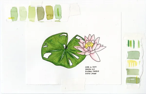 Water Lily